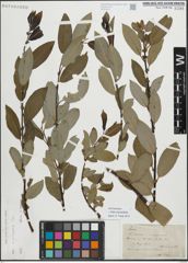Foto von Salix myrsinifolia Salisb.